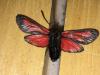 179567 – Photo : Limenitis78 – France (73)